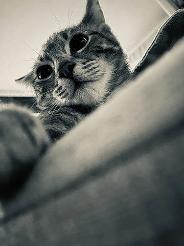 Tigrou participe au concours pour gagner de l'argent avec cette photo : black_and_white, carnivore, cat, claw, cloud, domestic_short_haired_cat, felidae, fur, grey, macro_photography, monochrome, monochrome_photography, paw, sky, small_to_medium_sized_cats, still_life_photography, style, tints_and_shades, whiskers, wood