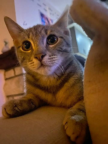 Tigrou participe au concours pour gagner de l'argent avec cette photo : carnivore, cat, claw, domestic_short_haired_cat, ear, felidae, fur, iris, paw, small_to_medium_sized_cats, snout, tail, terrestrial_animal, whiskers