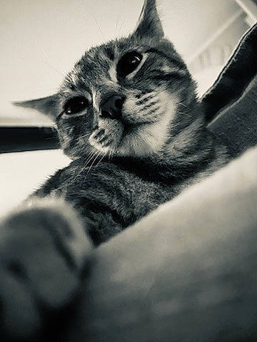 Tigrou a rejoint le concours — aidez-le/la à gagner de superbes lots ! black_and_white, carnivore, cat, claw, cloud, comfort, domestic_short_haired_cat, eye, felidae, fur, grey, monochrome, monochrome_photography, paw, small_to_medium_sized_cats, snout, still_life_photography, stock_photography, style, whiskers