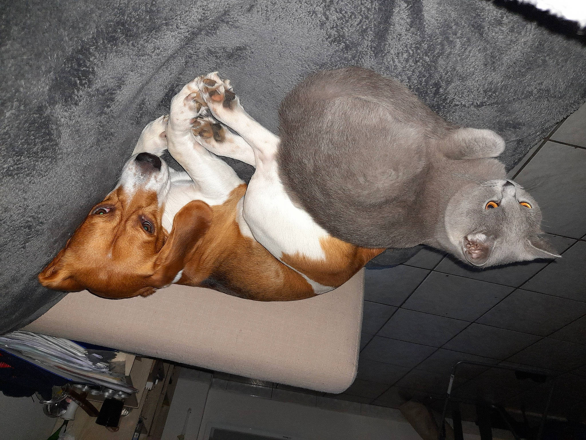 Gribouille a rejoint le concours — aidez-le/la à gagner de superbes lots ! art, canidae, carnivore, collar, comfort, companion_dog, dog, dog_breed, fawn, non_sporting_group, snout, sporting_group, tail, working_animal