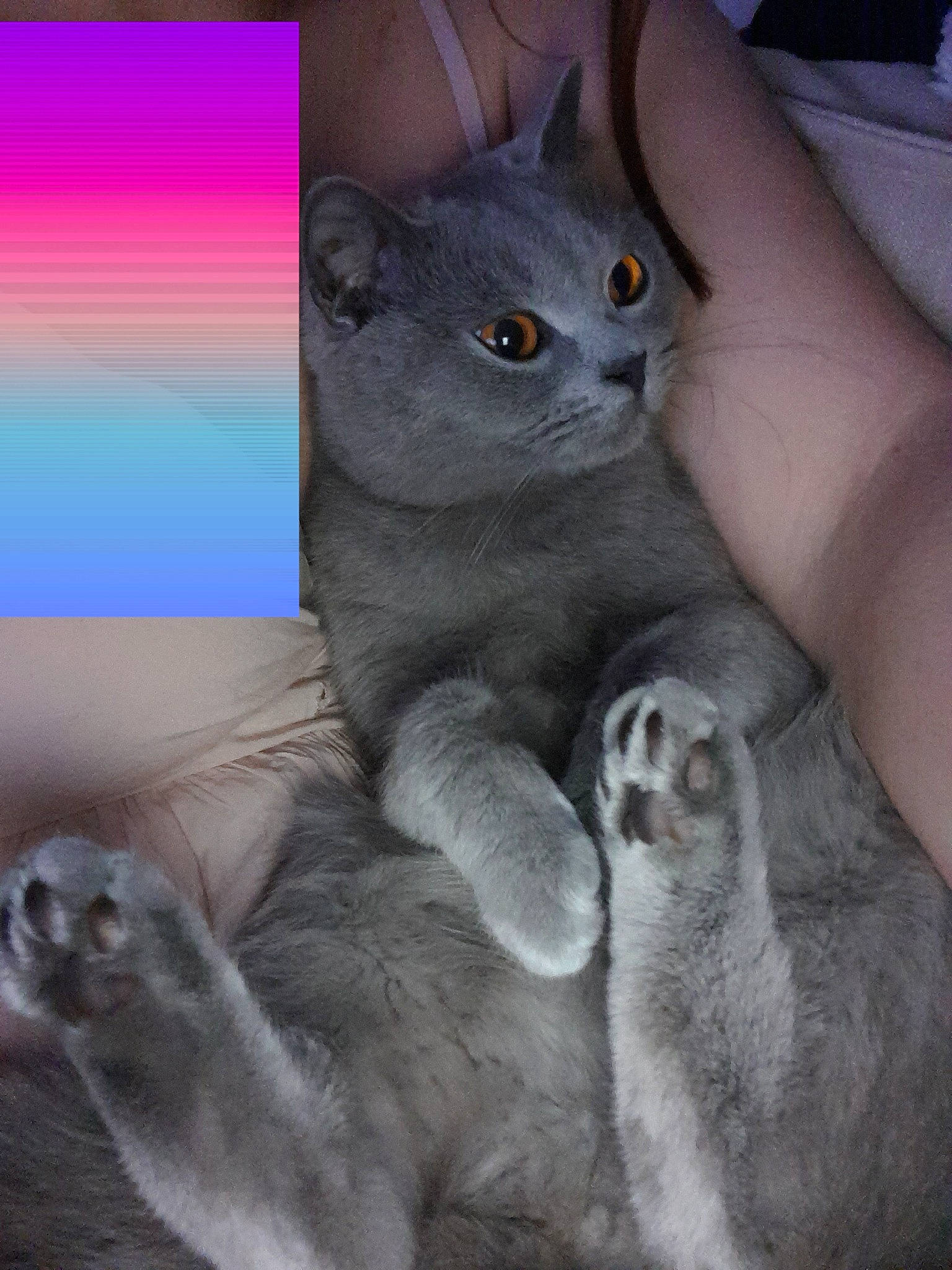 Gribouille participe au concours pour gagner de l'argent avec cette photo : carnivore, cat, claw, comfort, curious, domestic_short_haired_cat, felidae, fur, grey, iris, paw, russian_blue, sitting, small_to_medium_sized_cats, snout, terrestrial_animal, whiskers, window