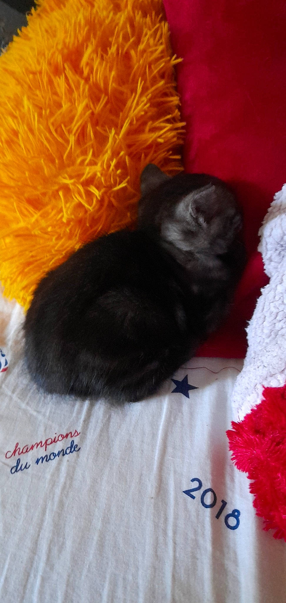 Mowgli a rejoint le concours — aidez-le/la à gagner de superbes lots ! black_cat, canidae, carmine, carnivore, cat, cat_supply, claw, comfort, dog_breed, fashion_accessory, fawn, felidae, fur, nap, orange, small_to_medium_sized_cats, snout, tail, whiskers, wool