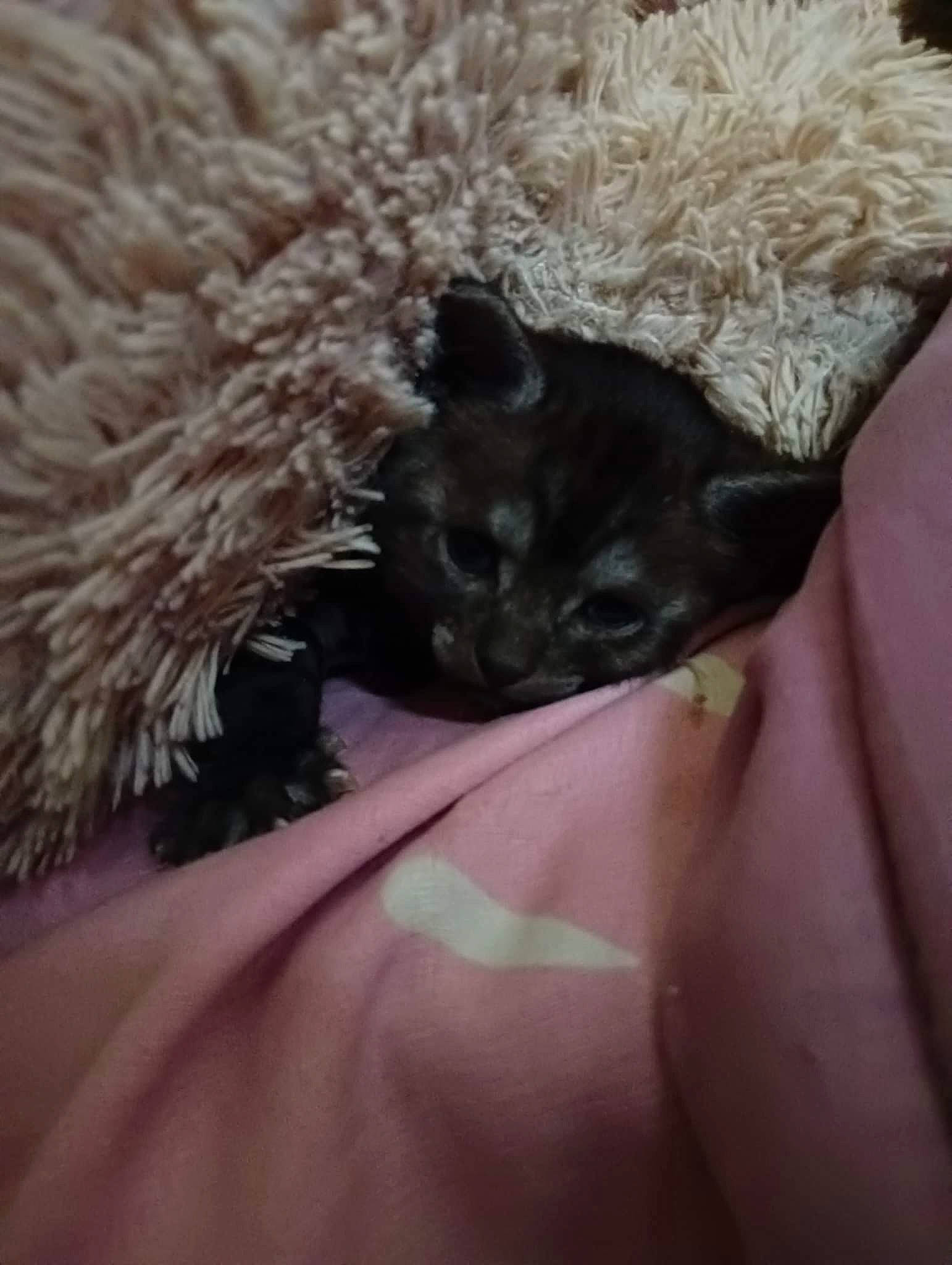 Mowgli participe au concours pour gagner de l'argent avec cette photo : black_cat, carnivore, cat, cat_supply, claw, dog_breed, domestic_short_haired_cat, fawn, felidae, fur, natural_material, small_to_medium_sized_cats, tail, terrestrial_animal, whiskers