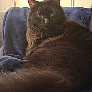 Asher Mccann is registered to the contest to win money with this photo: cat, black_cat, feline, pet, animal, indoor, blanket, blue_blanket, fur, green_eyes, relaxed, cozy, resting, mammal, whiskers, tail, looking, close_up, soft_lighting, household