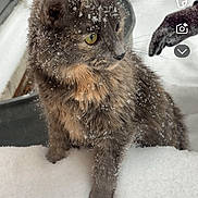Coco is registered to the contest to win money with this photo: cat, snow, outdoor, animal, fur, winter, curious, pet, whiskers, cold, nature, mammal, closeup, gray_cat, yellow_eyes, snowflakes, feline, winter_clothing, paw, frost