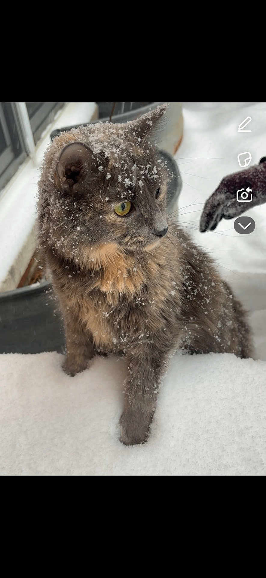 Coco is registered to the contest to win money with this photo: cat, snow, outdoor, animal, fur, winter, curious, pet, whiskers, cold, nature, mammal, closeup, gray_cat, yellow_eyes, snowflakes, feline, winter_clothing, paw, frost