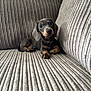 Yankee joined the competition — help win amazing prizes! animal, collar, couch, cozy, cute, dachshund, dog, ears, fur, gray, home, indoor, looking, paw, pet, portrait, puppy, resting, small_dog, texture