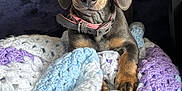 Yankee joined the competition — help win amazing prizes! animal, blanket, collar, colorful, cozy, crochet, cute, dog, fur, indoor, looking, paw, pet, portrait, puppy, resting, small, snuggle, soft, texture