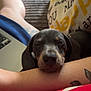 Yankee is registered to the contest to win money with this photo: arm, black, brown, closeup, comfort, cozy, cushion, cute, dog, home, indoor, laptop, nap, pet, puppy, relaxing, resting, sleeping, tattoo, text