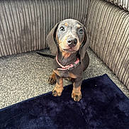 Yankee joined the competition — help win amazing prizes! animal, brown, carpet, collar, corduroy, cute, dachshund, dog, ears, floor, fur, furniture, grey, home, indoor, looking_up, pet, puppy, rug, small_dog