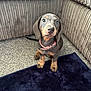 animal, brown, carpet, collar, corduroy, cute, dachshund, dog, ears, floor, fur, furniture, grey, home, indoor, looking_up, pet, puppy, rug, small_dog