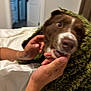 dog, brown_dog, white_markings, blanket, green_blanket, hands, human_hands, bed, indoor, room, door, comfort, pet, animal, cozy, affection, close_up, blur, face, snout