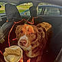 dog, car_interior, seat_cover, hand, treat, milk_bone, sunlight, brown_dog, white_fur, pet, waiting, cup, backseat, window, blue_car, animal, canine, fur, outdoor_light, vehicle