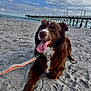 dog, beach, sand, leash, pier, ocean, sky, clouds, happy, tongue_out, brown_dog, white_paws, outdoor, pet, canine, summer, relaxing, nature, water, daytime