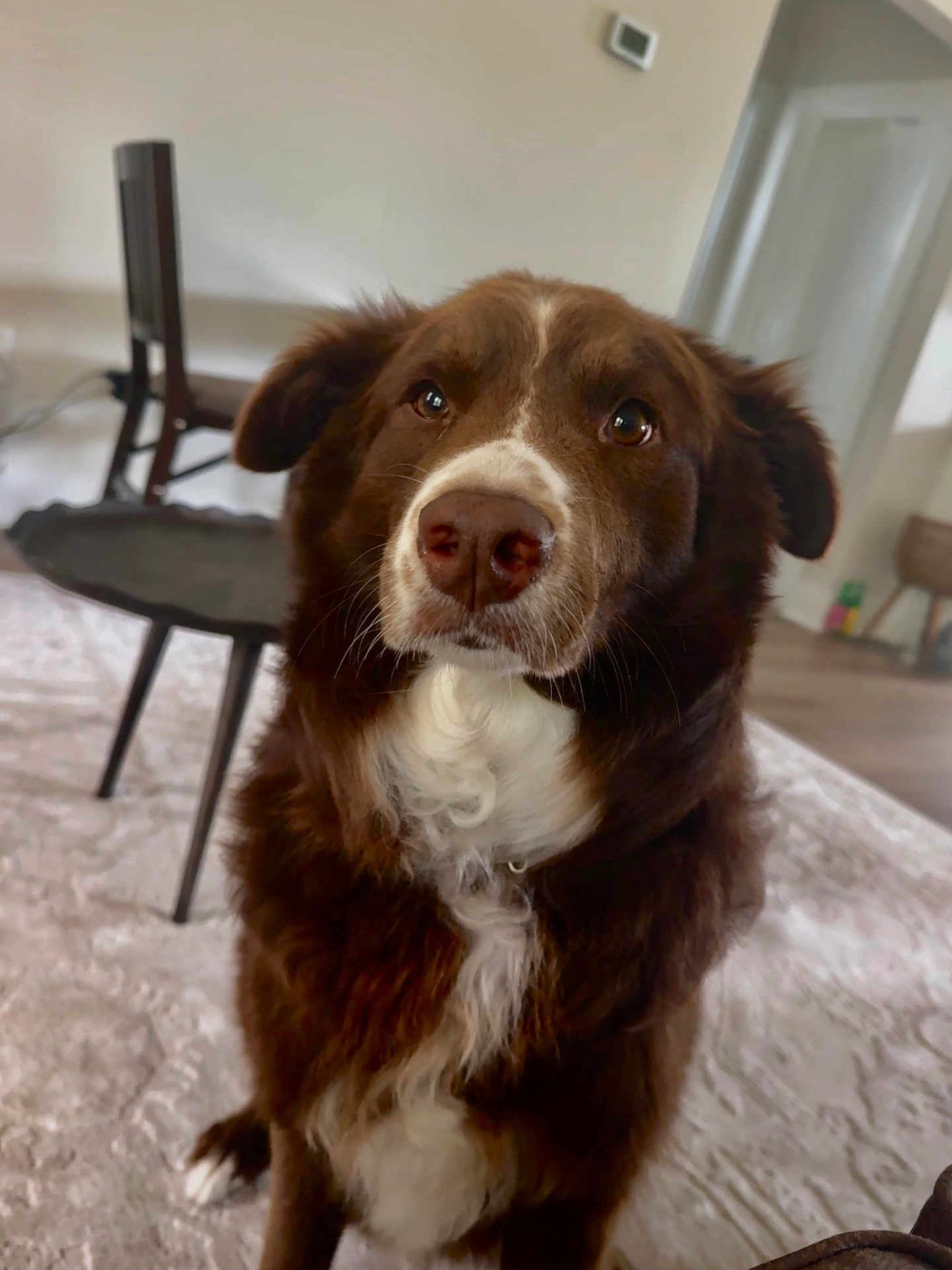 Koko