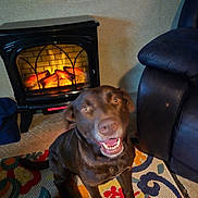 Odie is registered to the contest to win money with this photo: dog, labrador, brown_dog, smiling, indoor, fireplace, electric_fireplace, rug, patterned_rug, carpet, chair, leather_chair, home, cozy, pet, animal, happy, sitting, warm, living_room