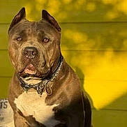 Harley joined the competition — help win amazing prizes! dog, pitbull, sitting, brown_dog, white_chest, collar, wooden_surface, yellow_wall, shadow, sunlight, outdoor, pet, animal, portrait, alert, calm, ears, loyal, daylight, fence