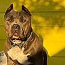 alert, animal, brown_dog, calm, collar, daylight, dog, ears, fence, loyal, outdoor, pet, pitbull, portrait, shadow, sitting, sunlight, white_chest, wooden_surface, yellow_wall