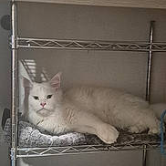 Bugatti is registered to the contest to win money with this photo: animal, calm, cat, cushion, ears, feline, fur, gray_cushion, home, indoor, looking, metal_shelf, pet, pink_nose, relaxed, resting, shadow, shelf, whiskers, white_cat