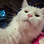 Bugatti is registered to the contest to win money with this photo: cat, white_cat, fluffy, close_up, pet, whiskers, pink_nose, curious, indoor, feline, animal, portrait, cute, soft_fur, paw, lying_down, bed, blanket, domestic_cat, whisker