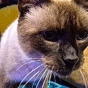 Taz joined the competition — help win amazing prizes! cat, siamese_cat, close_up, whiskers, fur, animal, pet, indoor, face, curious, mammal, domestic_animal, feline, eye, nose, head, portrait, closeup, blur