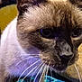 animal, blur, cat, close_up, closeup, curious, domestic_animal, eye, face, feline, fur, head, indoor, mammal, nose, pet, portrait, siamese_cat, whiskers