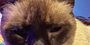 Taz is registered to the contest to win money with this photo: cat, siamese_cat, close_up, blurry, indoor, pet, whiskers, ears, fur, face, television, screen, streaming_apps, netflix, background, blue, brown, animal, cute, domestic