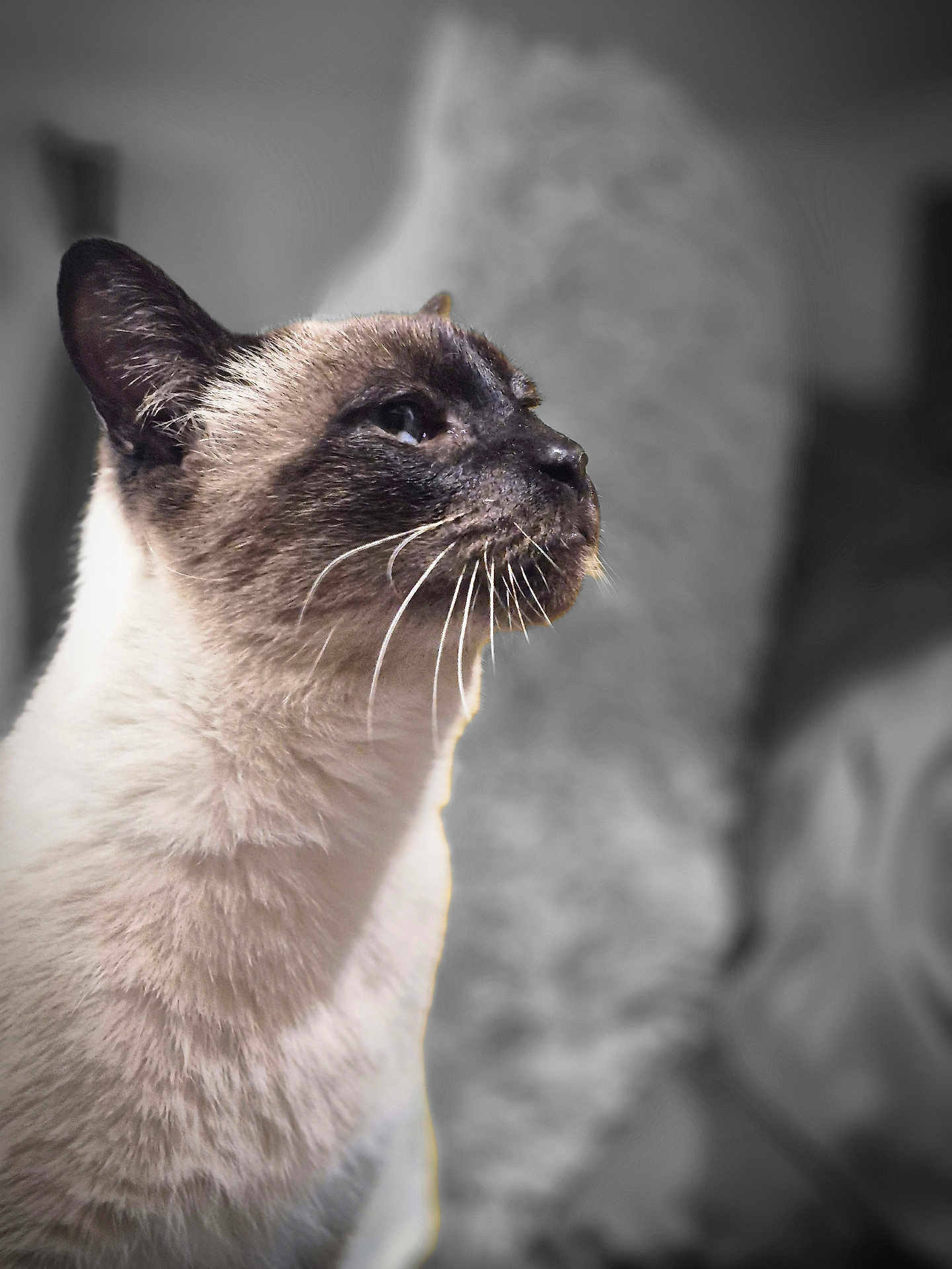 Taz is registered to the contest to win money with this photo: cat, siamese, animal, pet, whiskers, profile, fur, closeup, portrait, indoor, mammal, cute, feline, domestic_animal, looking_away, soft_light, blurred_background, ears, nose, side_view