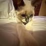 Moomoos joined the competition — help win amazing prizes! animal, bed, cat, closeup, cozy, curious, cute, feline, fur, indoor, kitten, paws, pet, resting, siamese, soft_lighting, stretching, whiskers, white_bedspread, young_cat