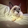 animal, bed, cat, closeup, cozy, cute, domestic_animal, ears, feline, fur, indoor, kitten, paws, pet, resting, siamese, sleepy, whiskers, white_bedspread, young