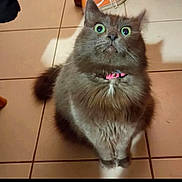 Rubis participe au concours pour gagner de l'argent avec cette photo : cat, gray_cat, indoor, pet, fur, wide_eyes, collar, pink_collar, tile_floor, surprised_expression, animal, cute, domestic_cat, feline, sitting, whiskers, fluffy, portrait, looking_up, household