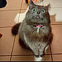 cat, gray_cat, indoor, pet, fur, wide_eyes, collar, pink_collar, tile_floor, surprised_expression, animal, cute, domestic_cat, feline, sitting, whiskers, fluffy, portrait, looking_up, household
