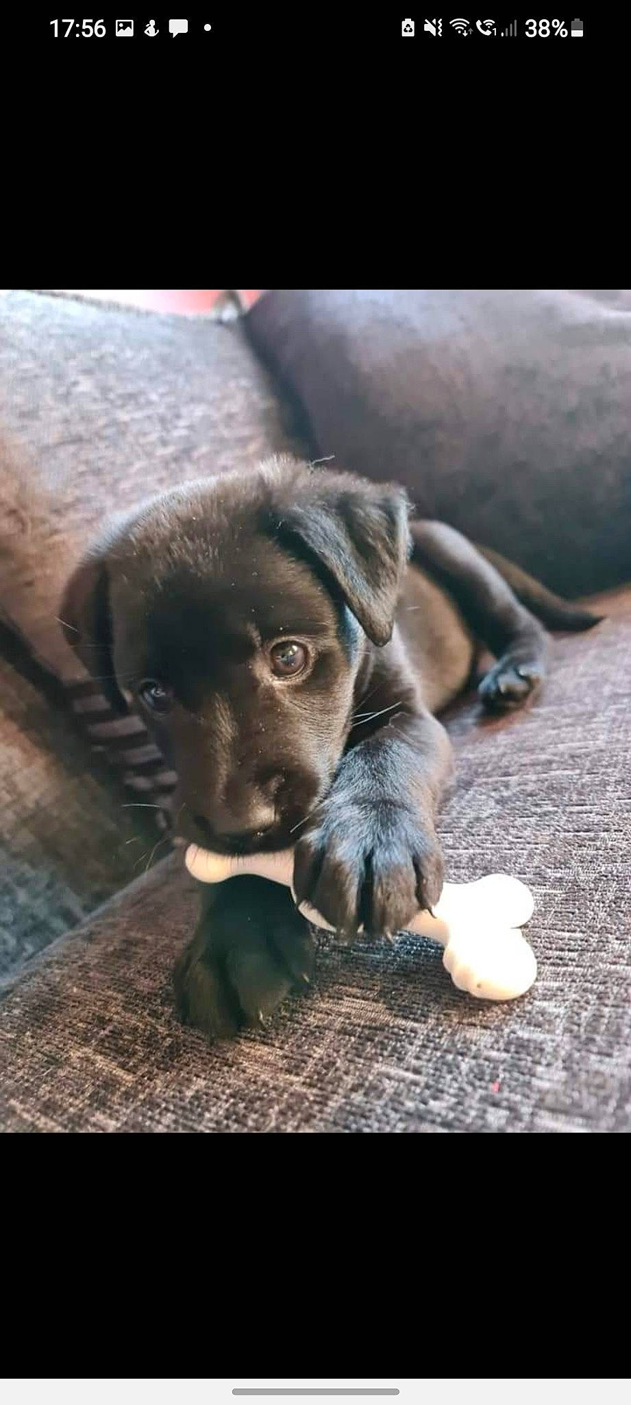 Myla is registered to the contest to win money with this photo: carnivore, comfort, companion_dog, dog, dog_breed, fawn, flooring, fur, liver, paw, sitting, snout, sporting_group, terrestrial_animal, vertebrate, whiskers, wildlife, wood, working_animal, wrinkle