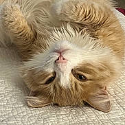 Nucky joined the competition — help win amazing prizes! animal, bed, blanket, cat, closeup, cozy, cute, feline, fluffy, fur, indoor, orange_cat, paws, pet, relaxed, resting, sleepy, upside_down, whiskers, white_cat