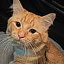 Zen joined the competition — help win amazing prizes! cat, orange_tabby, whiskers, pet, animal, close_up, feline, cute, curious, indoor, soft_fur, ears, face, tabby, domestic_cat, sitting, looking_up, friendly, young_cat, collar