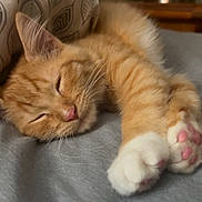 Zen is registered to the contest to win money with this photo: kitten, cat, sleeping, paw_pads, orange_tabby, bed, blanket, cozy, indoor, cute, pet, feline, resting, pink_nose, whiskers, soft, pillow, closeup, relaxation, fur