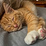 kitten, cat, sleeping, paw_pads, orange_tabby, bed, blanket, cozy, indoor, cute, pet, feline, resting, pink_nose, whiskers, soft, pillow, closeup, relaxation, fur
