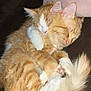 Zen joined the competition — help win amazing prizes! cat, orange_tabby, sleeping, cuddling, pets, feline, cozy, fur, whiskers, tail, paw, domestic_animal, animal, cute, companion, resting, indoor, soft, adorable, relaxation