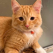 Zen joined the competition — help win amazing prizes! cat, orange_tabby, white_paws, pink_nose, whiskers, closeup, pet, curious, feline, indoor, woven_basket, relaxed, paw, tattoo, fur, domestic_cat, animal, cute, portrait, looking