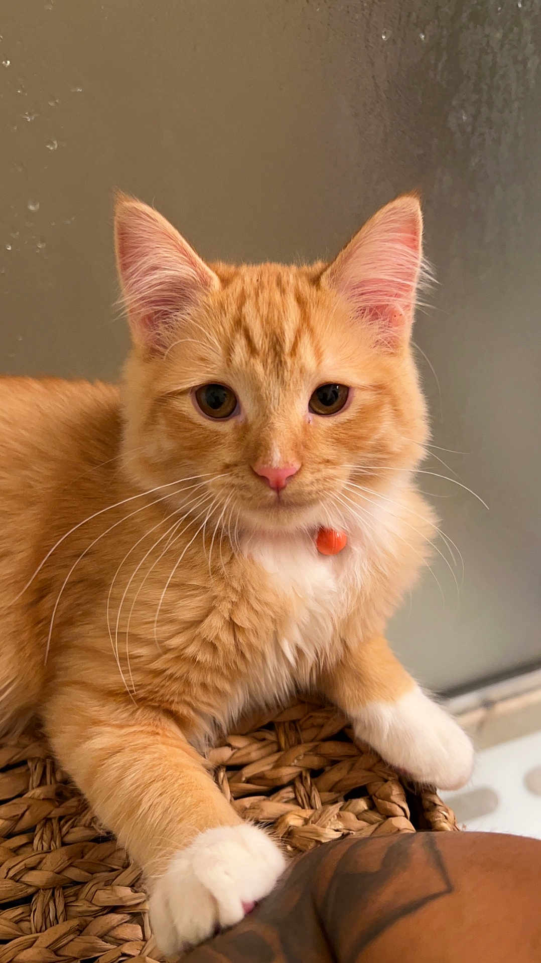 Zen joined the competition — help win amazing prizes! cat, orange_tabby, white_paws, pink_nose, whiskers, closeup, pet, curious, feline, indoor, woven_basket, relaxed, paw, tattoo, fur, domestic_cat, animal, cute, portrait, looking