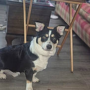 Remington joined the competition — help win amazing prizes! alert, animal, black_and_white, blanket, couch, cup, dog, ears, floor, fur, furniture, indoor, living_room, pet, plaid, table, tan_markings, toy, water_bottle, wooden_floor