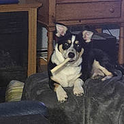 Remington is registered to the contest to win money with this photo: dog, pet, indoor, furniture, blanket, black_and_white, chew_toy, animal, cute, lying_down, ears, face, table, wooden, home, cozy, resting, domestic_animal, canine, fur