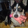 Remington is registered to the contest to win money with this photo: animal, black_and_white_dog, blanket, brown_eyes, canine, closeup, cozy, cute, dog, ears, fur, indoor, mouth, nose, pet, pig_toy, pink_toy, playful, resting, toy