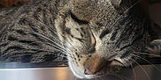 Moon is registered to the contest to win money with this photo: cat, closeup, cozy, ear, face, fur, indoors, kitchen, magnet, nap, pet, portrait, refrigerator, relaxing, sleeping, snooze, stainless_steel, sticker, tabby_cat, whiskers