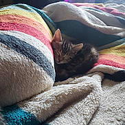 Moon joined the competition — help win amazing prizes! bedding, blanket, cat, close_up, cozy, cushion, cute, ears, fur, indoors, kitten, nap, pet, pillow, resting, sleeping, soft_texture, striped, striped_blanket, whiskers