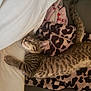 Moon joined the competition — help win amazing prizes! bed, blanket, cat, close_up, cozy, cute, fur, indoor, kitten, leopard_print, nap, paw, pet, relaxed, sleeping, sofa, tabby_cat, tail, textile, whiskers