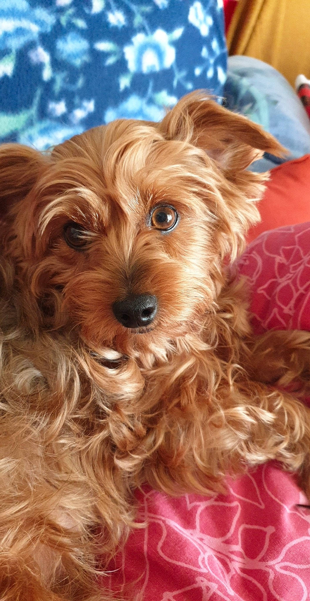 Anna participe au concours pour gagner de l'argent avec cette photo : australian_silky_terrier, australian_terrier, canidae, carnivore, cavapoo, companion_dog, dog, dog_breed, maltepoo, mammal, morkie, puppy, schnoodle, small_terrier, snout, terrier, toy_dog, vertebrate, yorkipoo, yorkshire_terrier
