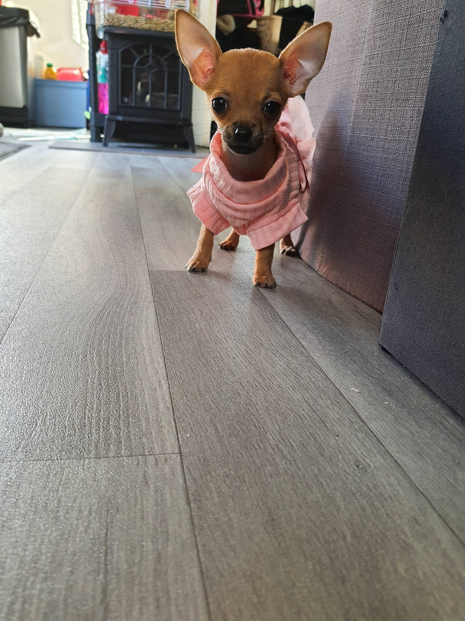 Ruby participe au concours pour gagner de l'argent avec cette photo : american_hairless_terrier, canidae, carnivore, chihuahua, companion_dog, dog, dog_breed, dog_clothes, fawn, floor, flooring, hardwood, prazsky_krysarik, puppy, snout, tail, toy_dog, toy_fox_terrier, wood