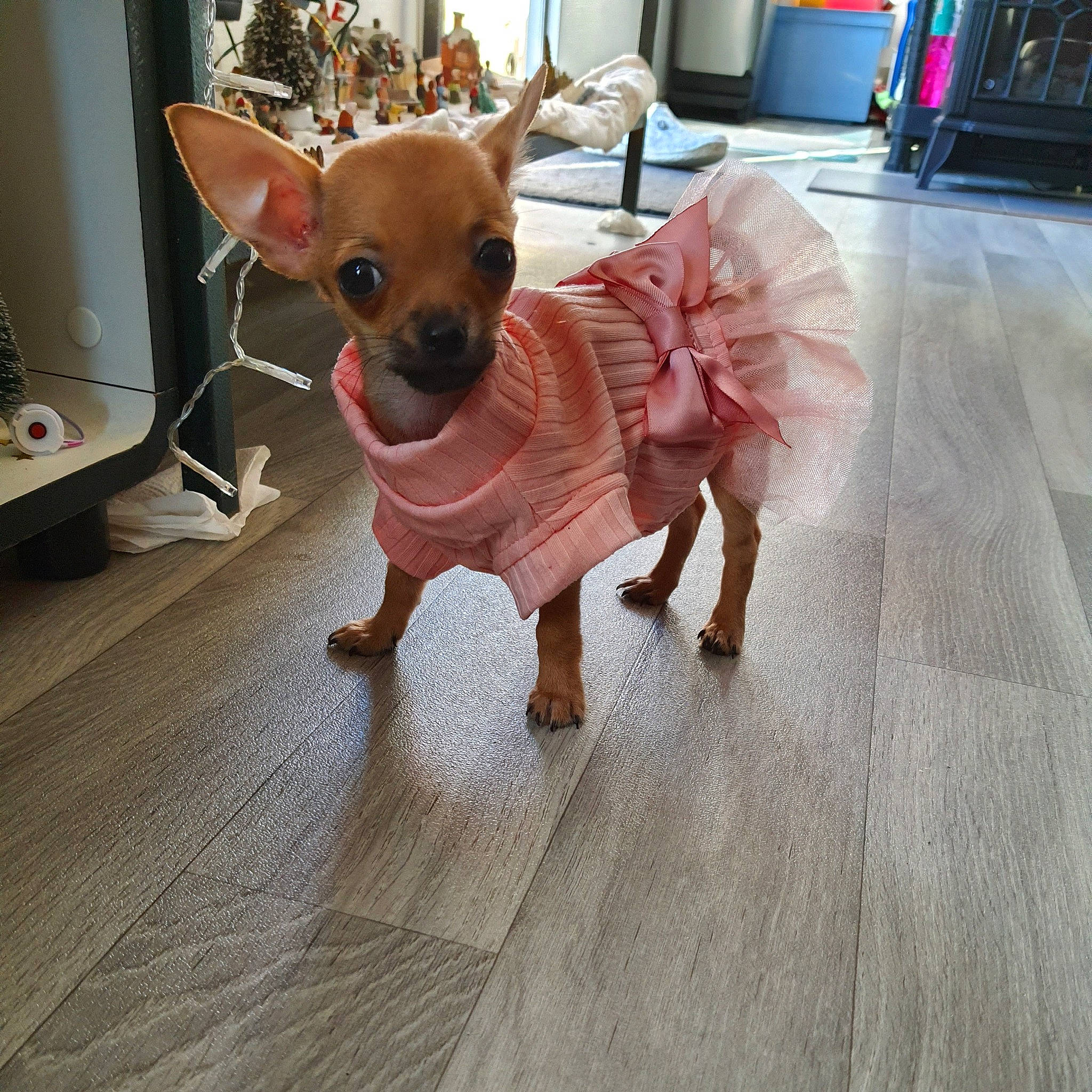 Ruby participe au concours pour gagner de l'argent avec cette photo : ancient_dog_breeds, canidae, carnivore, chihuahua, companion_dog, dog, dog_breed, dog_clothes, english_toy_terrier, fawn, floor, flooring, mammal, prazsky_krysarik, puppy, russkiy_toy, snout, tail, toy_dog, vertebrate