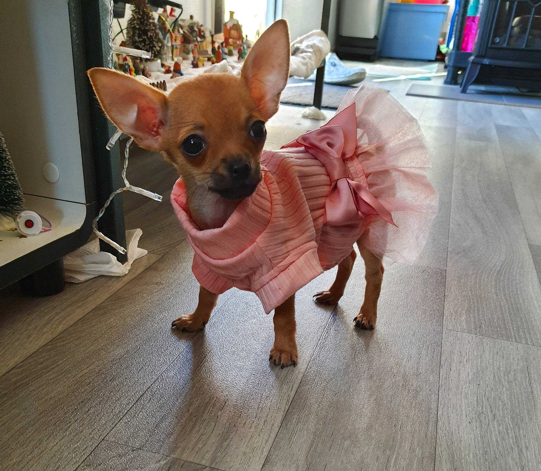 Ruby a rejoint le concours — aidez-le/la à gagner de superbes lots ! ancient_dog_breeds, canidae, carnivore, chihuahua, companion_dog, dog, dog_breed, dog_clothes, ear, english_toy_terrier, fawn, mammal, prazsky_krysarik, puppy, russkiy_toy, skin, snout, tail, toy_dog, vertebrate